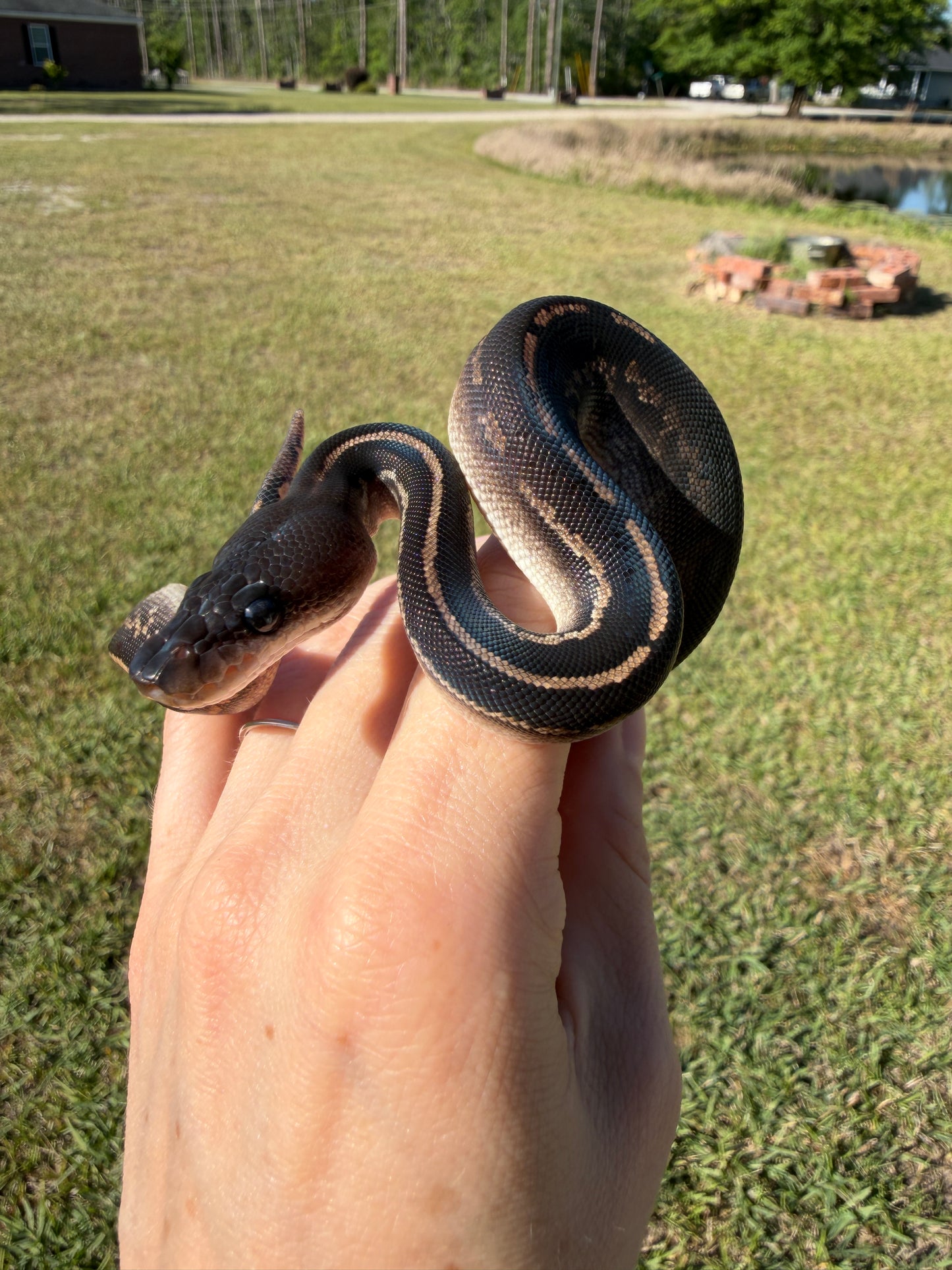 Mahogany Black Head Yellow Belly