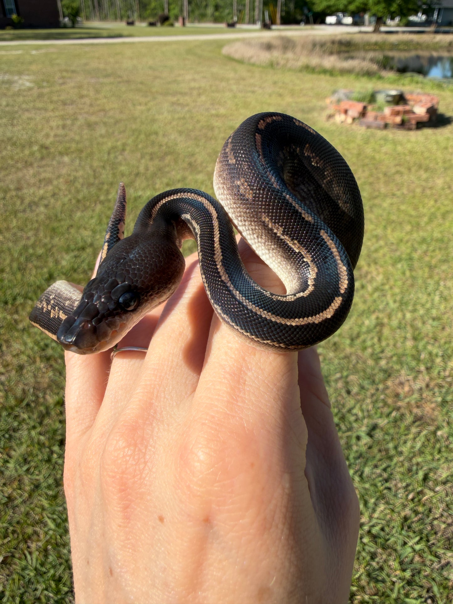 Mahogany Black Head Yellow Belly