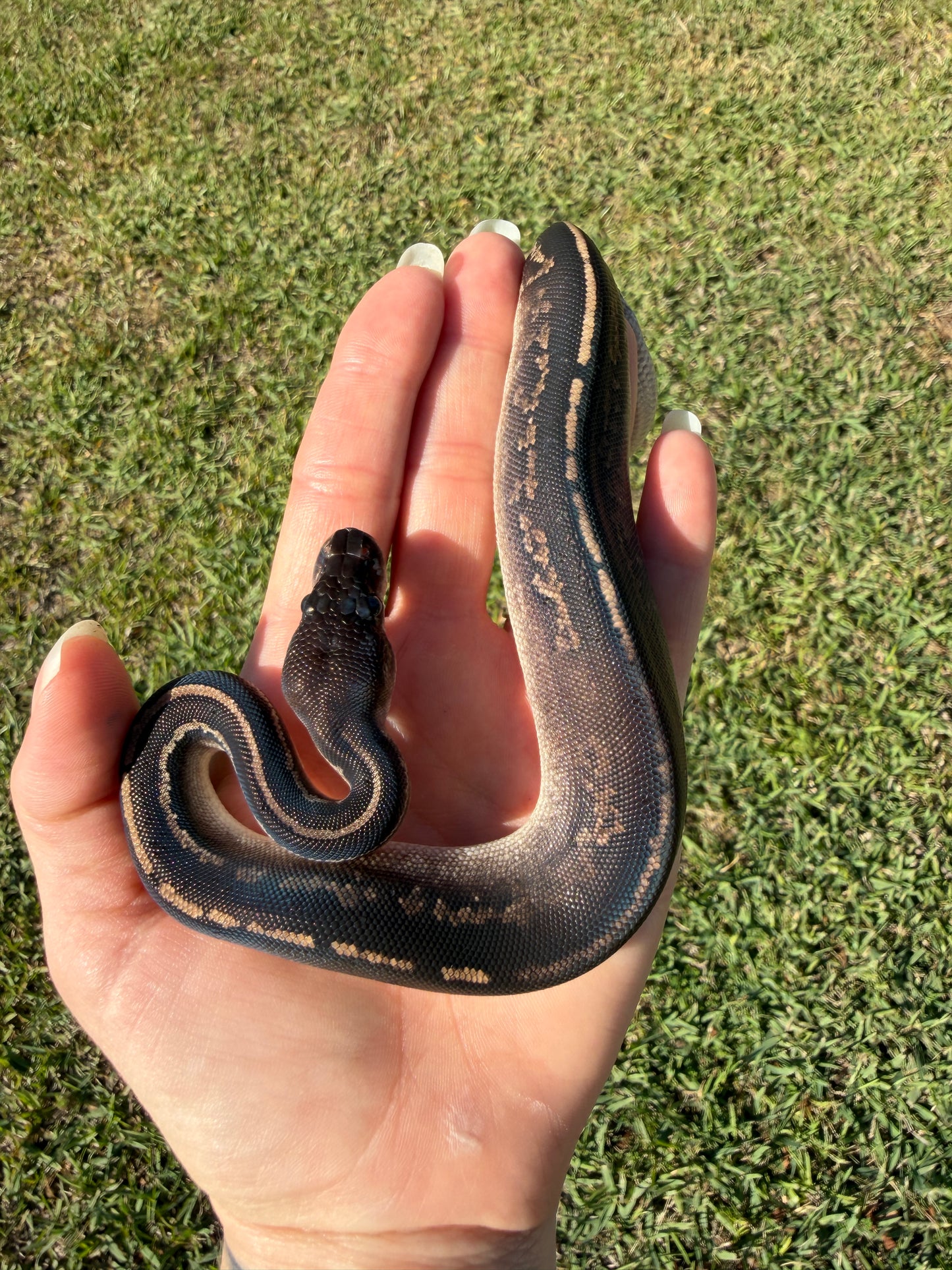 Mahogany Black Head Yellow Belly