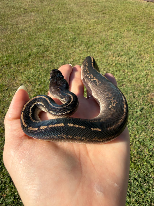 Mahogany Black Head Yellow Belly