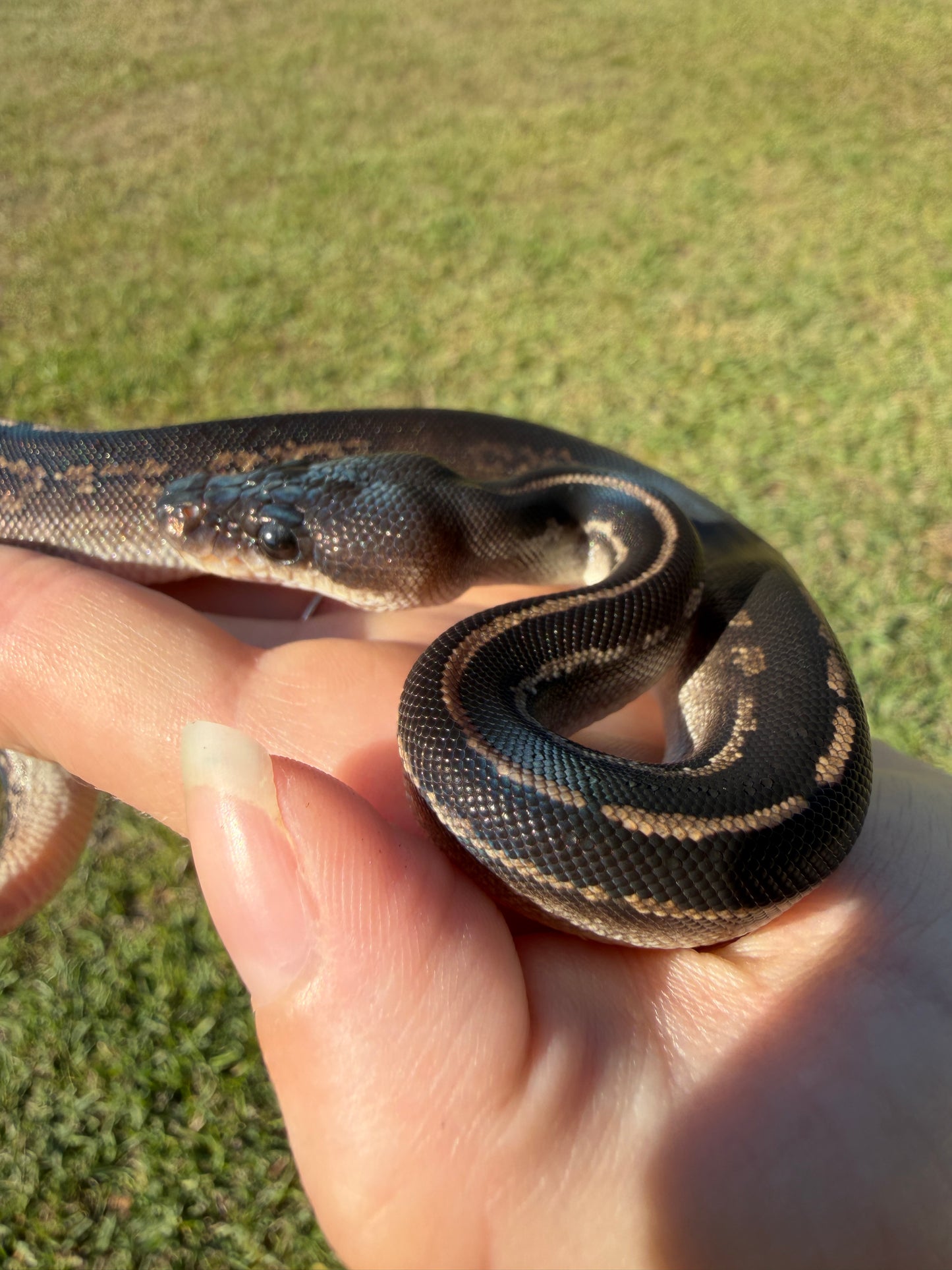 Mahogany Black Head Yellow Belly