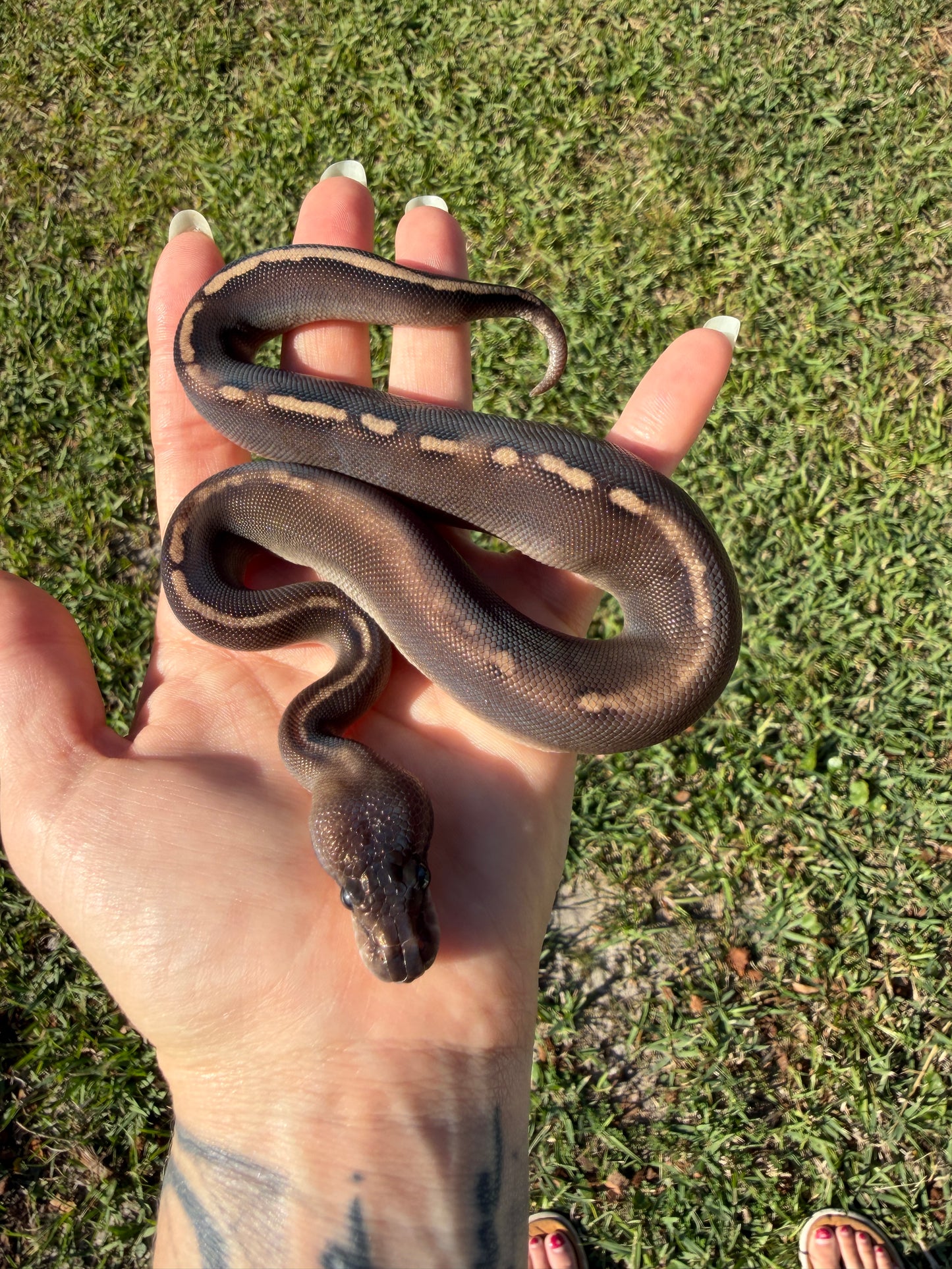 Super Mahogany Poss Yellowbelly Poss Cinnamon