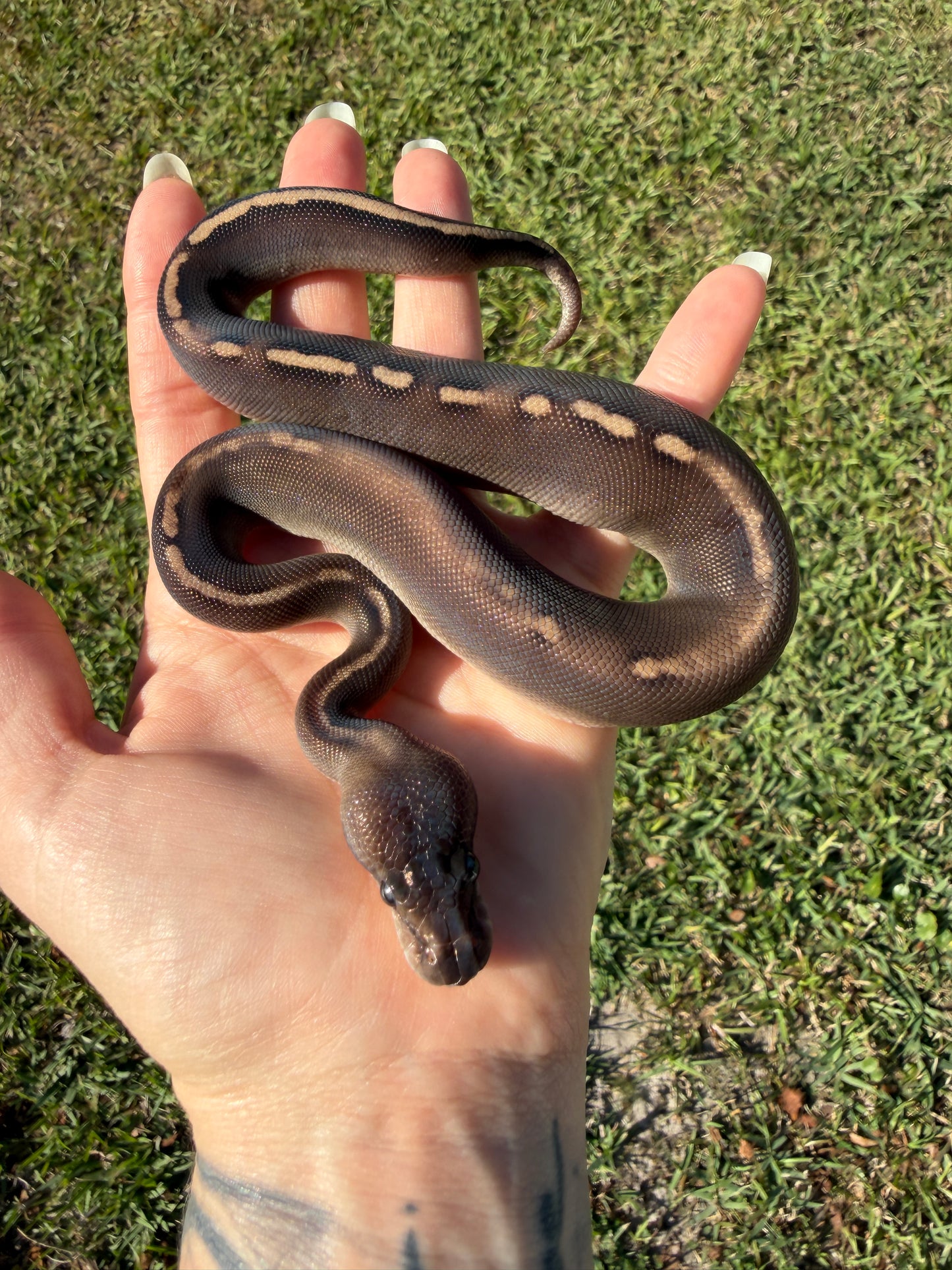 Super Mahogany Poss Yellowbelly Poss Cinnamon