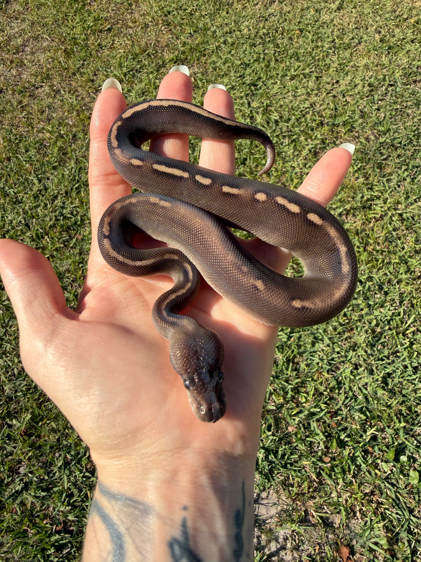 Super Mahogany Poss Yellowbelly Poss Cinnamon