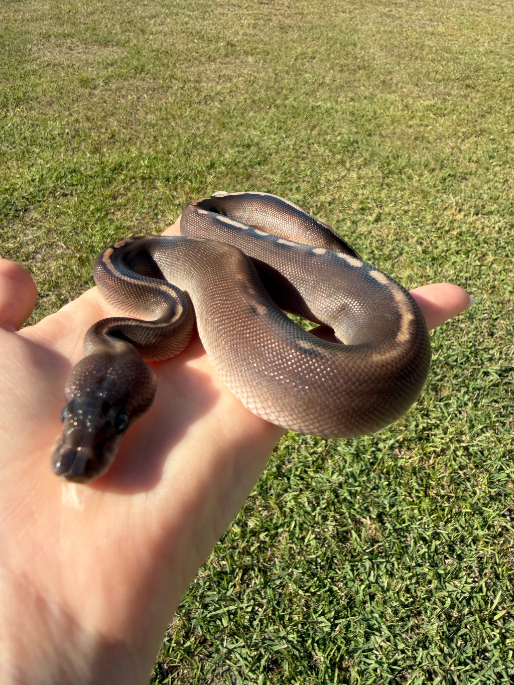 Super Mahogany Poss Yellowbelly Poss Cinnamon — Male, 2026 hatch, captive-bred by Ghost Constrictors
