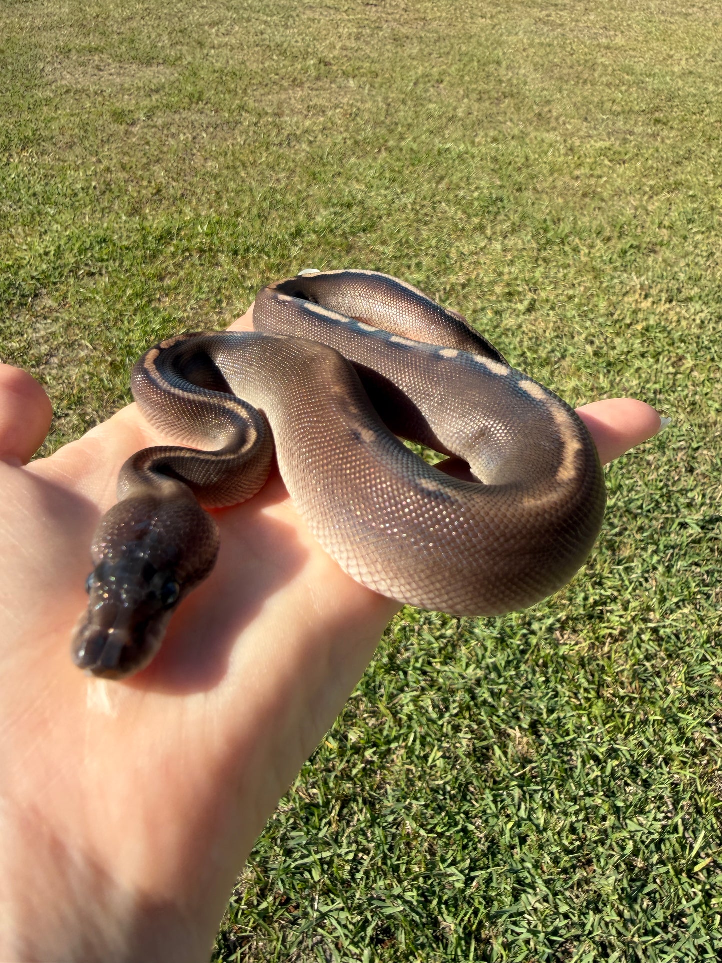 Super Mahogany Poss Yellowbelly Poss Cinnamon