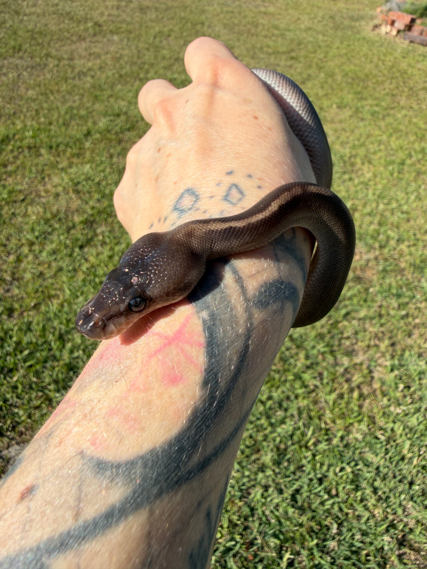 Super Mahogany Poss Yellowbelly Poss Cinnamon
