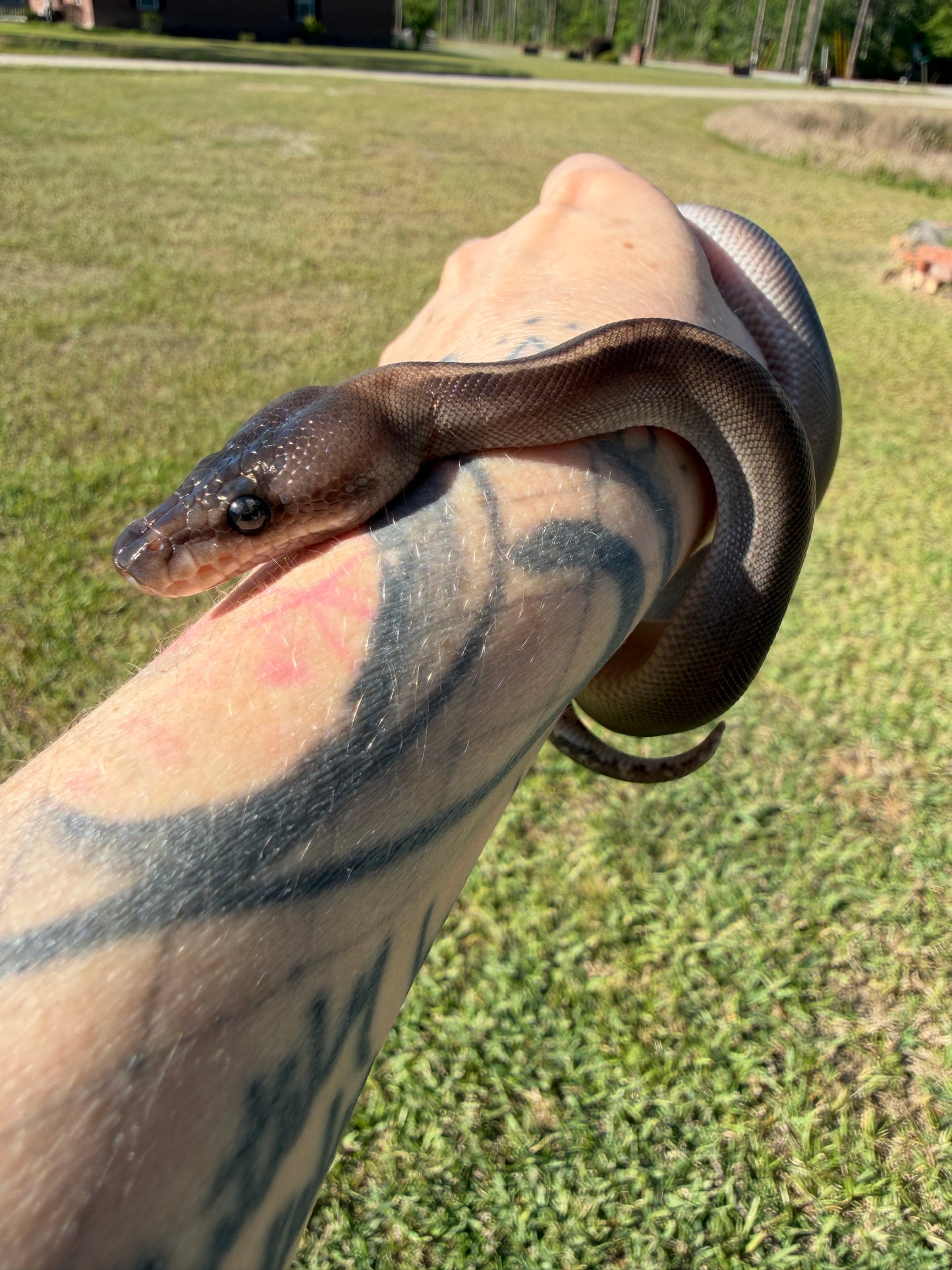 Super Mahogany Poss Yellowbelly Poss Cinnamon