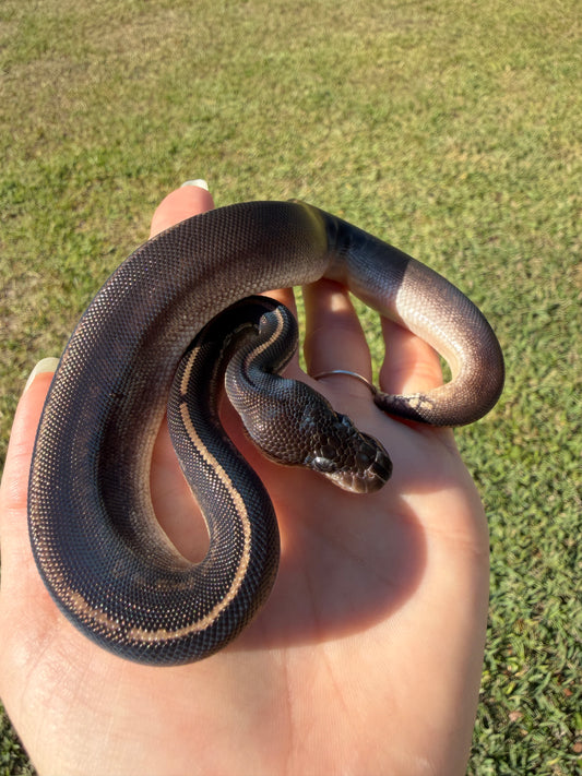 Black Head Mahogany Poss Cinnamon