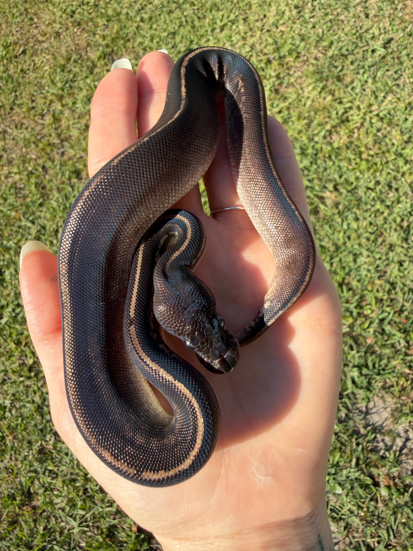 Black Head Mahogany Poss Cinnamon