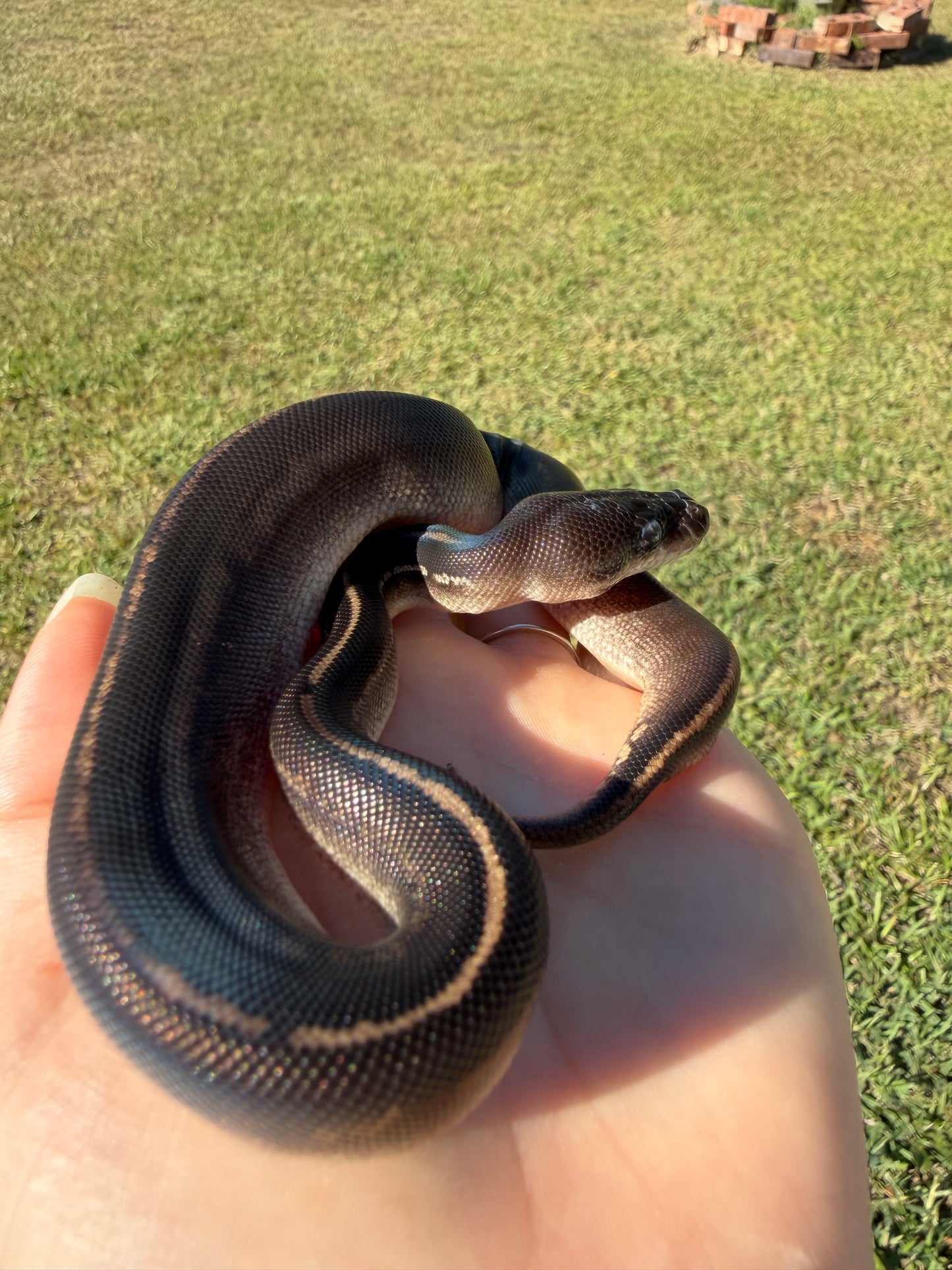 Black Head Mahogany Poss Cinnamon