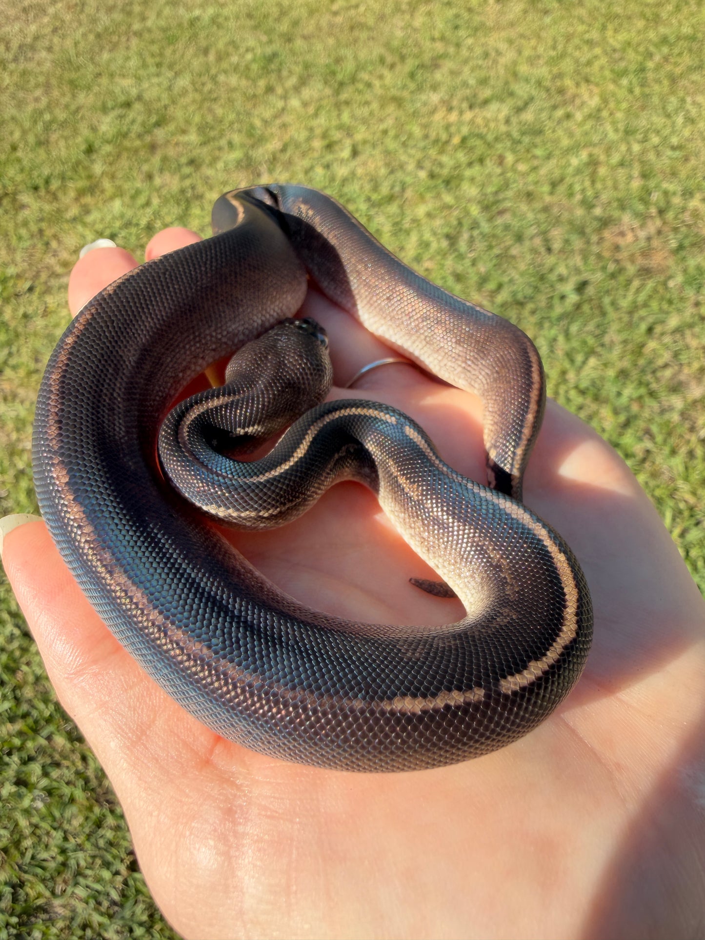 Black Head Mahogany Poss Cinnamon