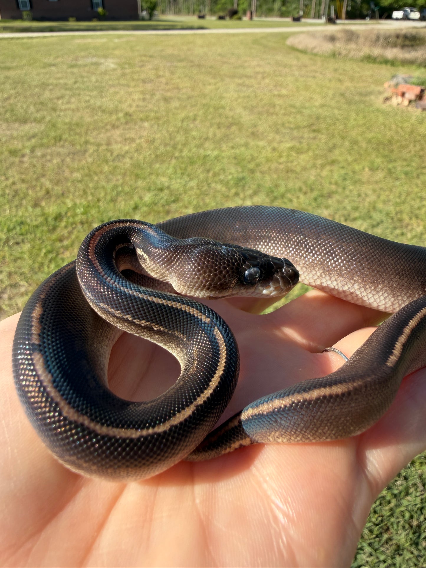 Black Head Mahogany Poss Cinnamon