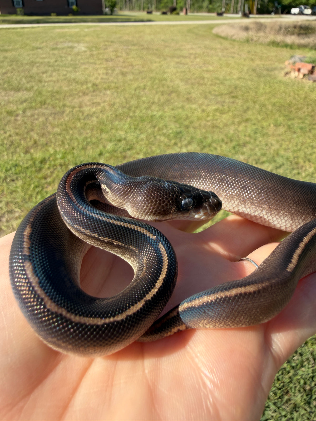 Black Head Mahogany Poss Cinnamon — Female, 2026 hatch, captive-bred by Ghost Constrictors