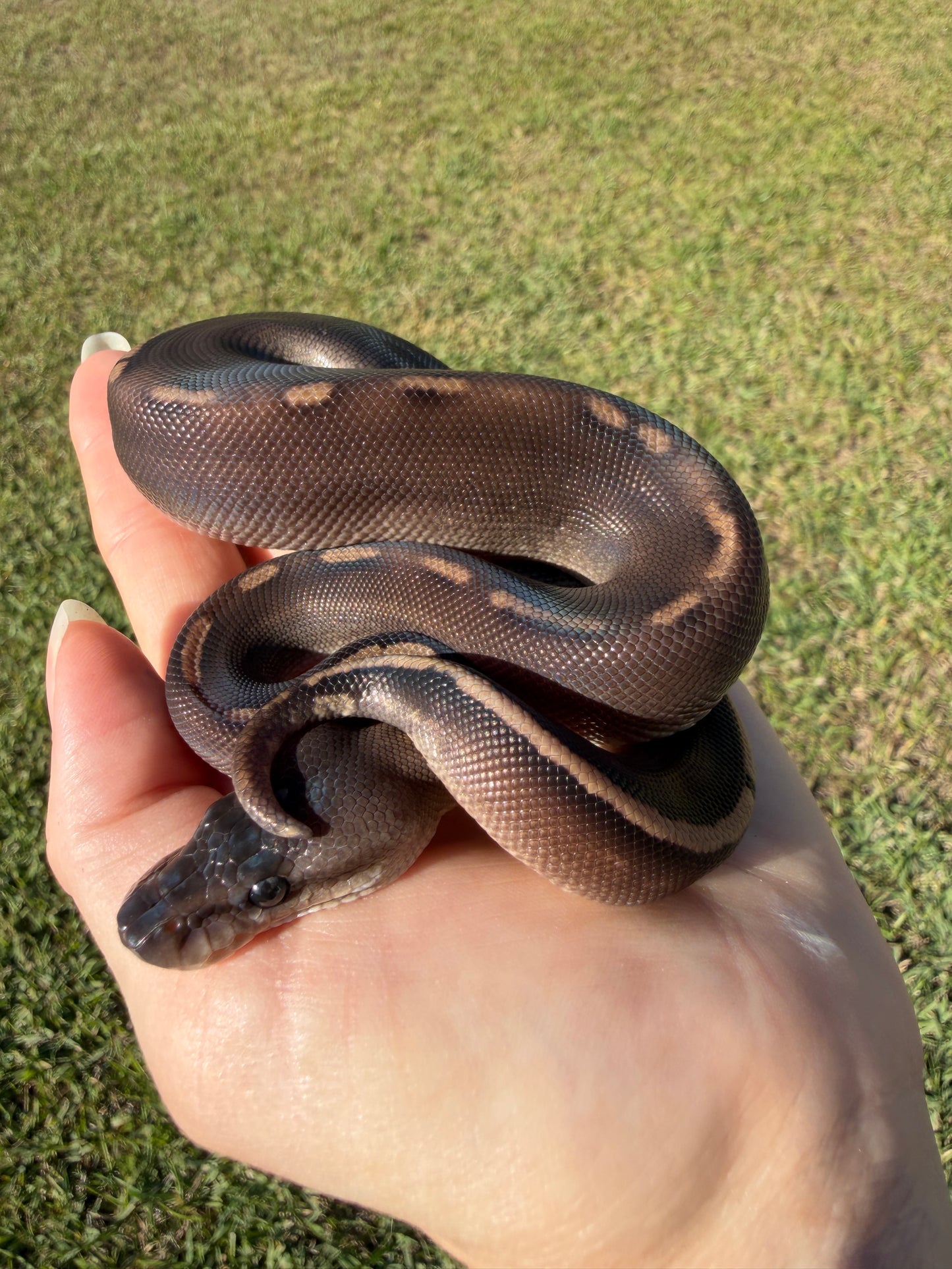 Super Mahogany Poss Yellowbelly Poss Cinnamon