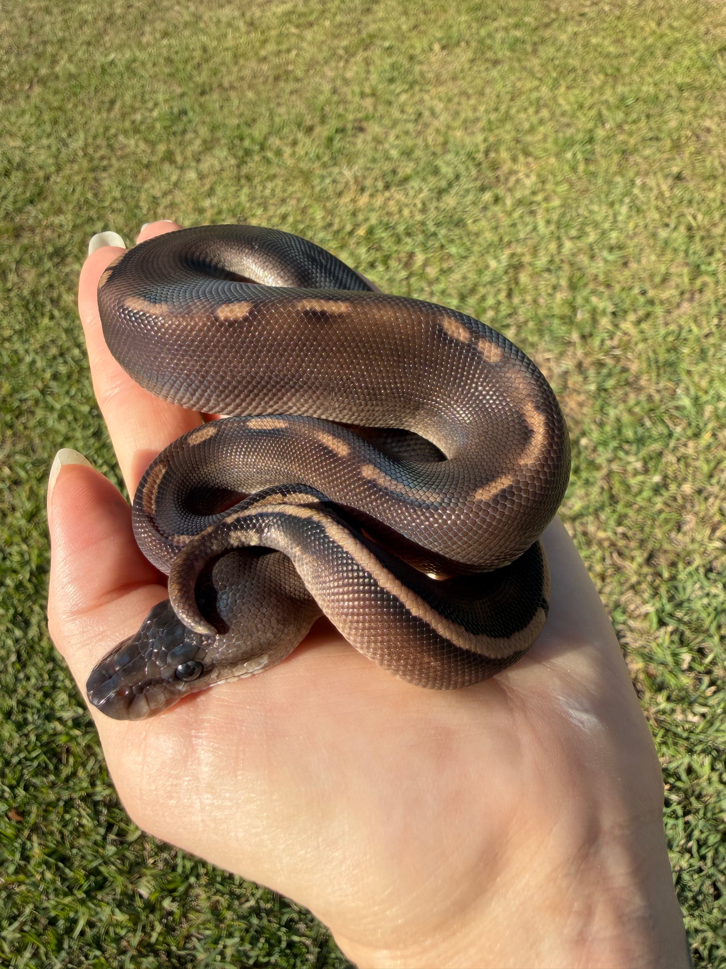 Super Mahogany Poss Yellowbelly Poss Cinnamon