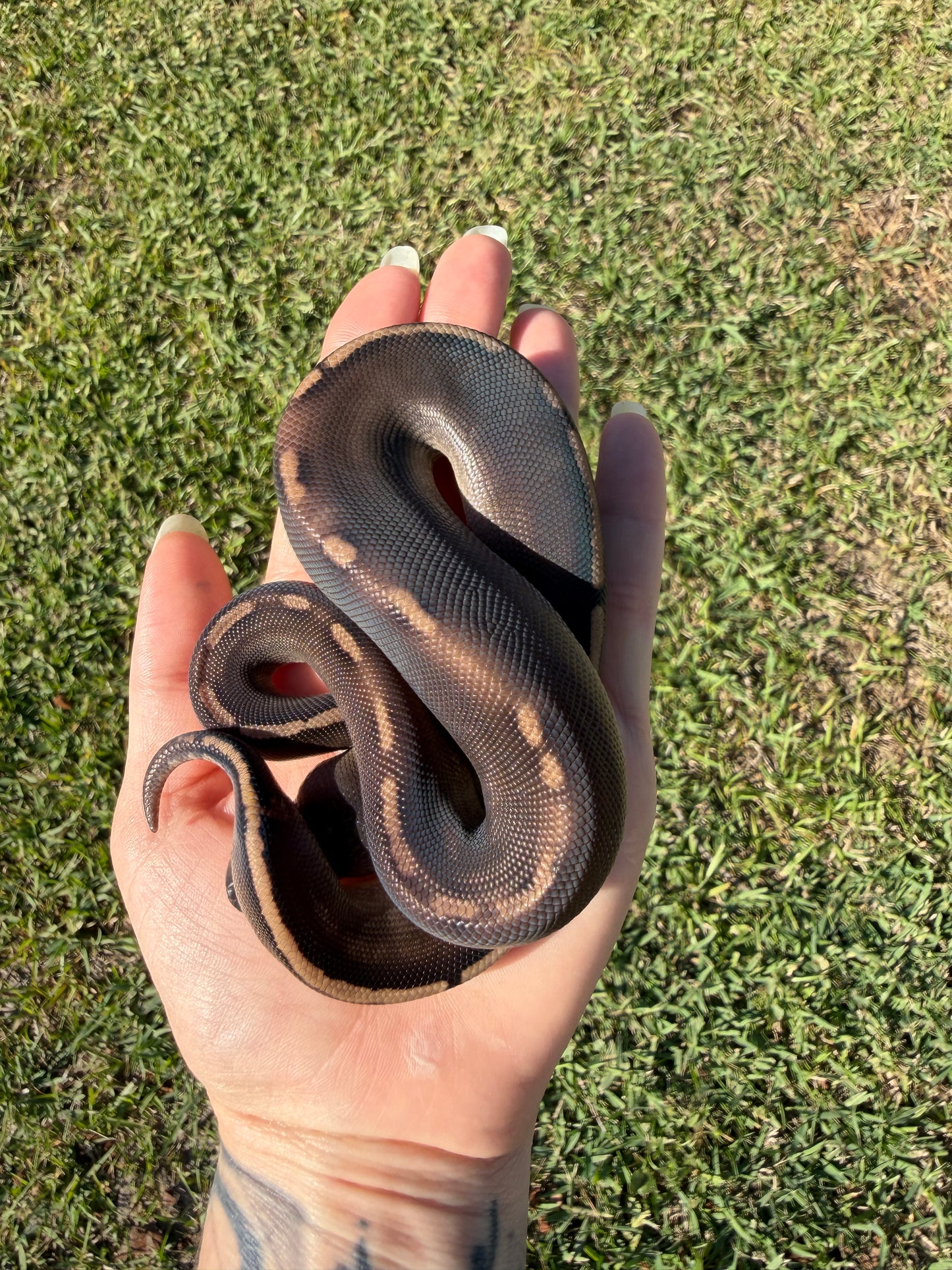Super Mahogany Poss Yellowbelly Poss Cinnamon