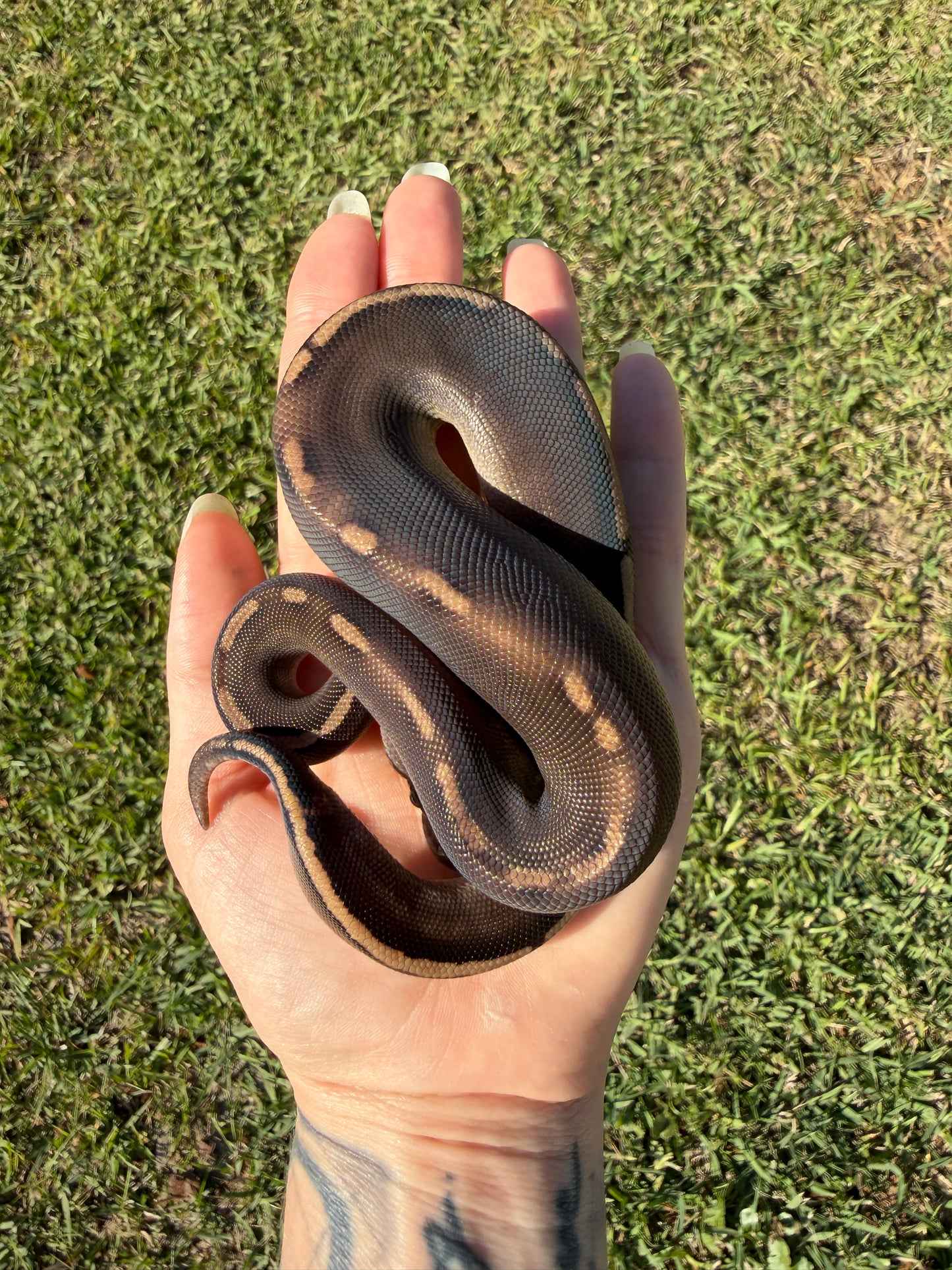 Super Mahogany Poss Yellowbelly Poss Cinnamon
