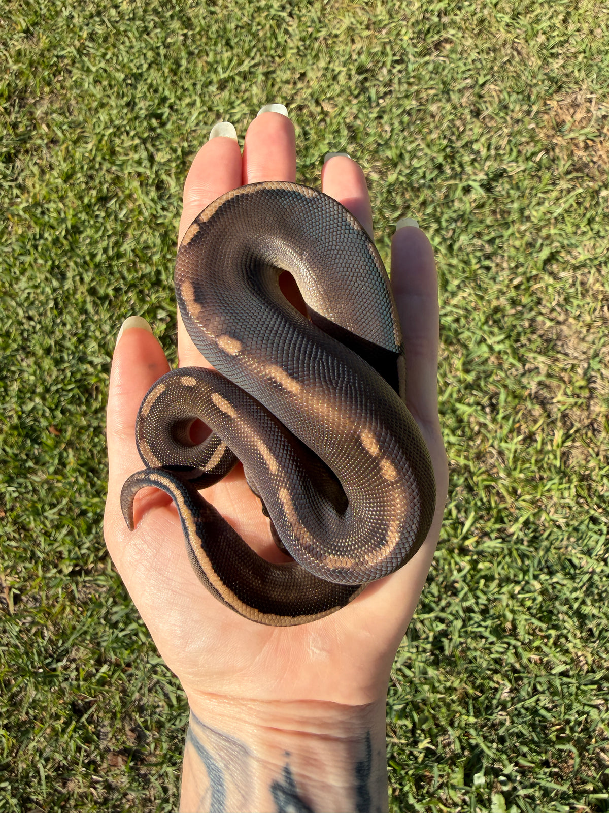 Super Mahogany Poss Yellowbelly Poss Cinnamon — Male, 2026 hatch, captive-bred by Ghost Constrictors