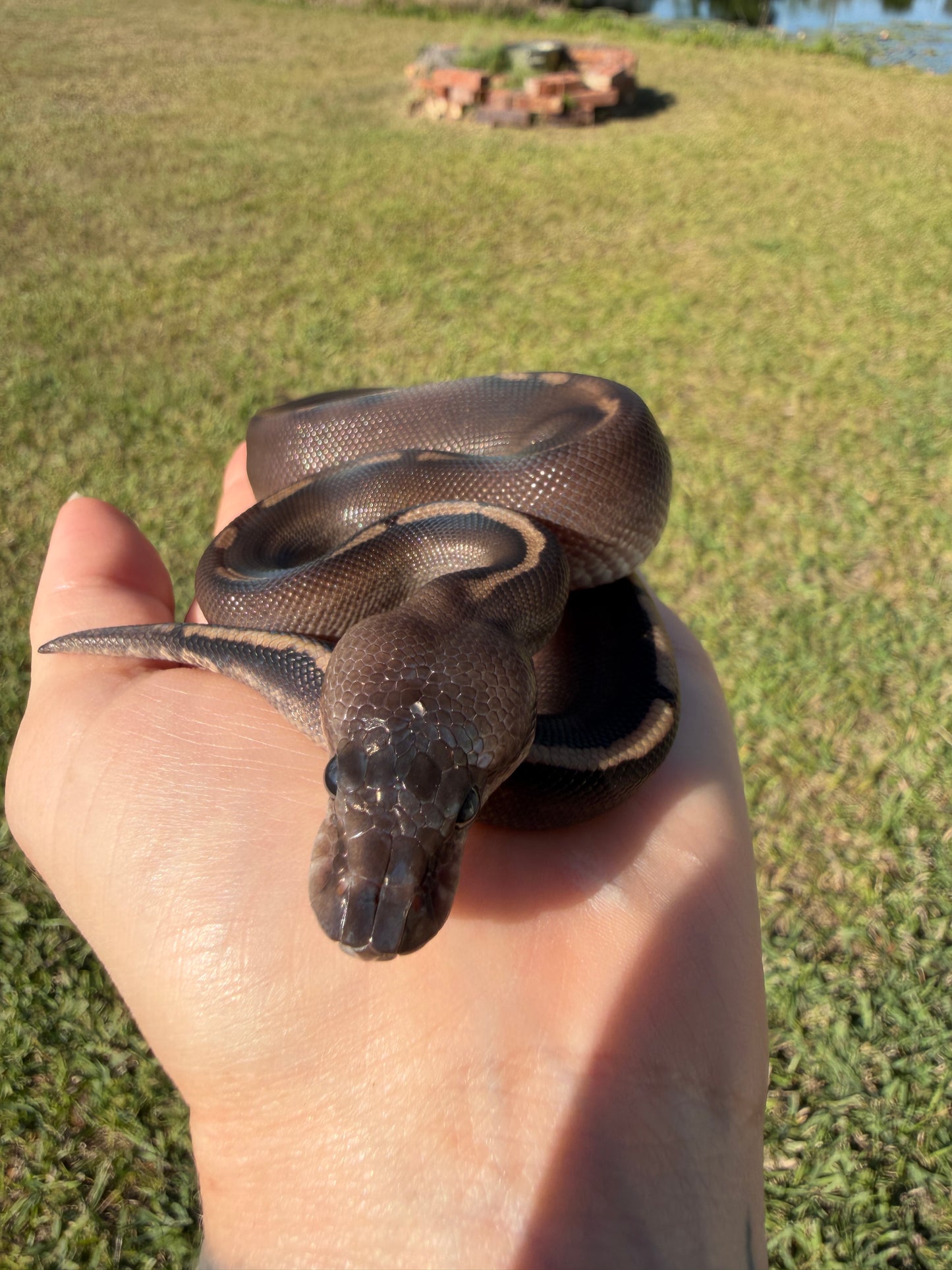 Super Mahogany Poss Yellowbelly Poss Cinnamon