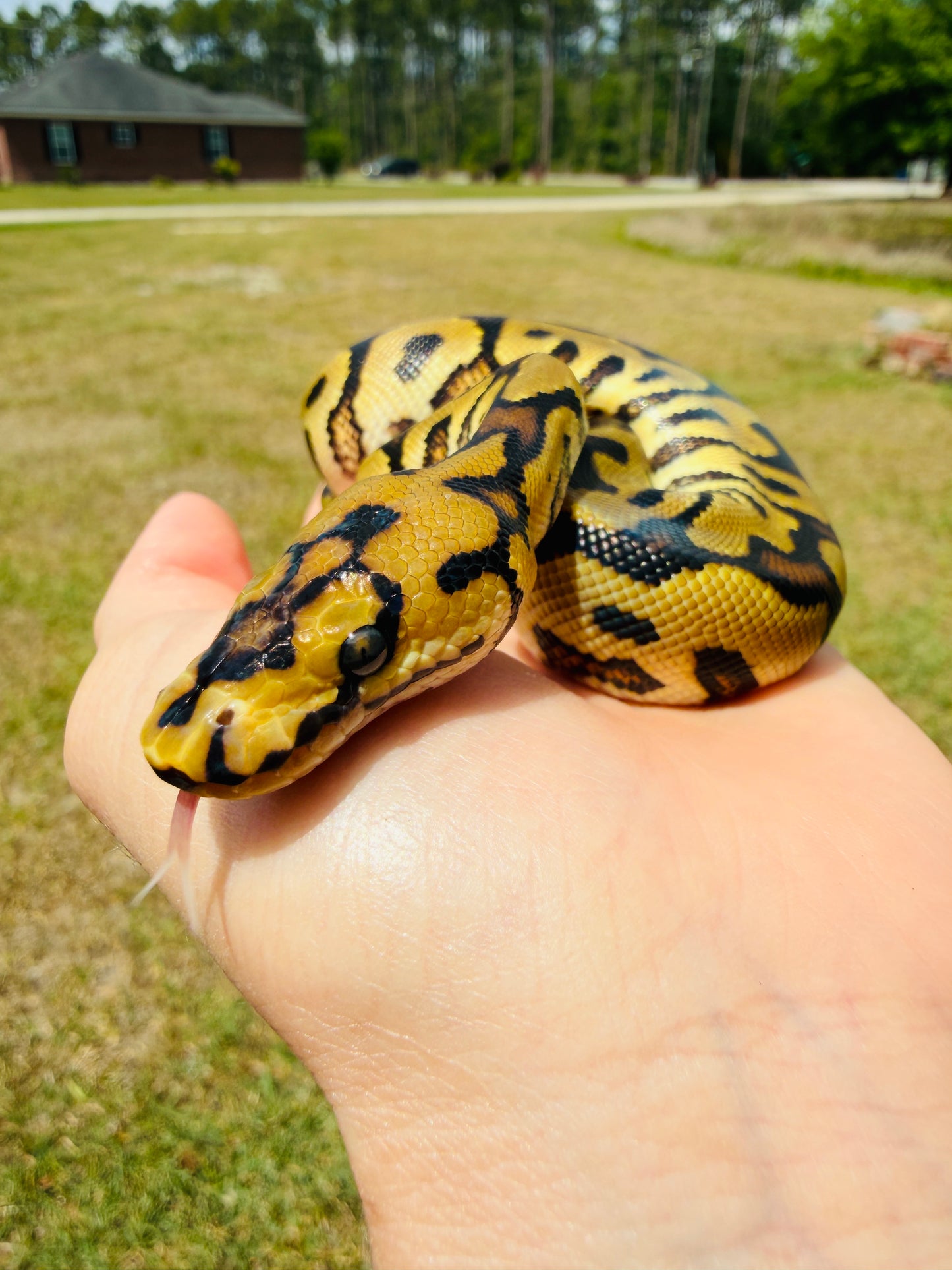 Enchi Spotnose Clown Het Desert Ghost Pos Fire Ball Python for Sale