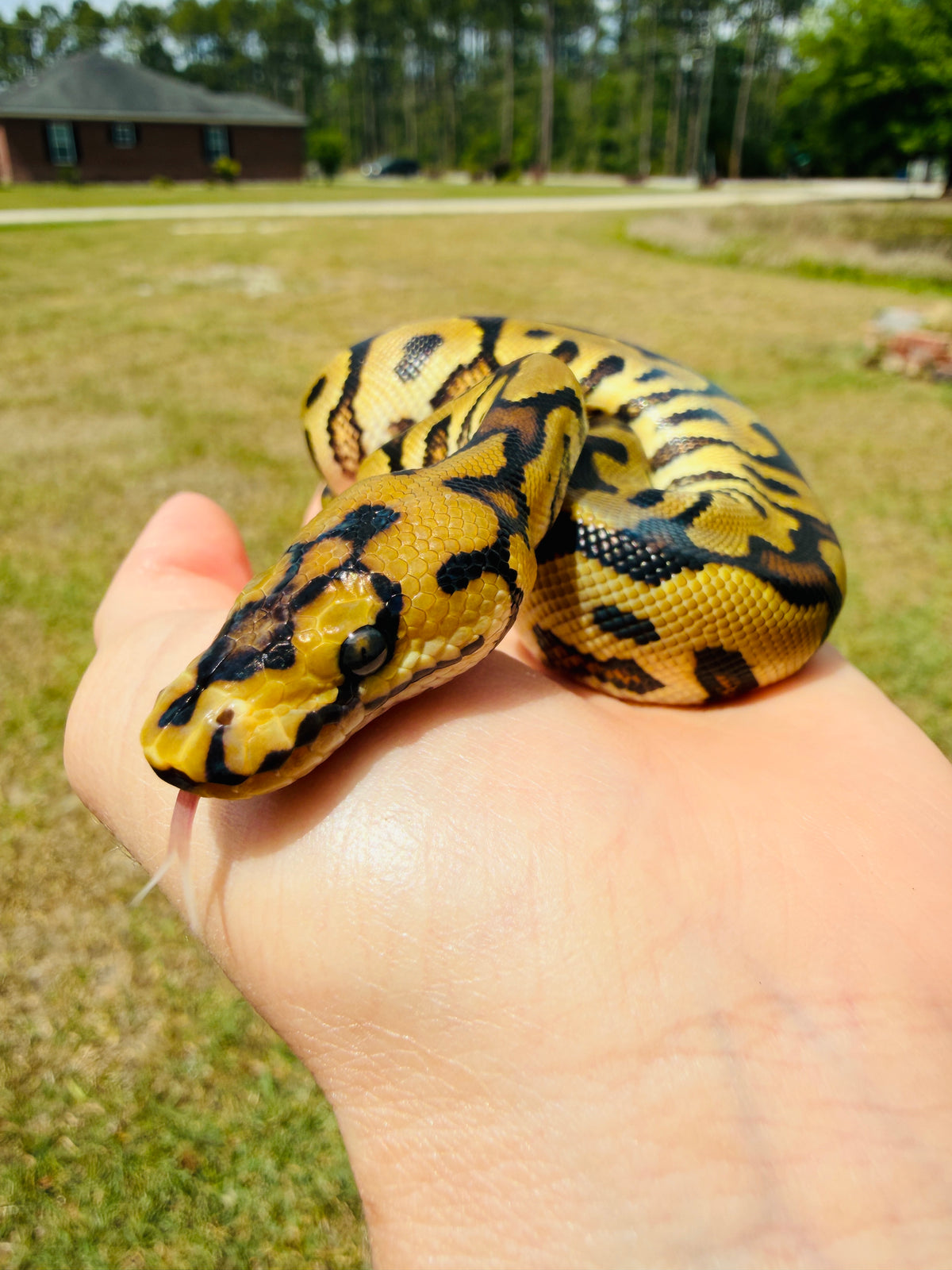Enchi Spotnose Clown Het Desert Ghost Pos Fire Ball Python for Sale — Male, 2026 hatch, captive-bred by Ghost Constrictors
