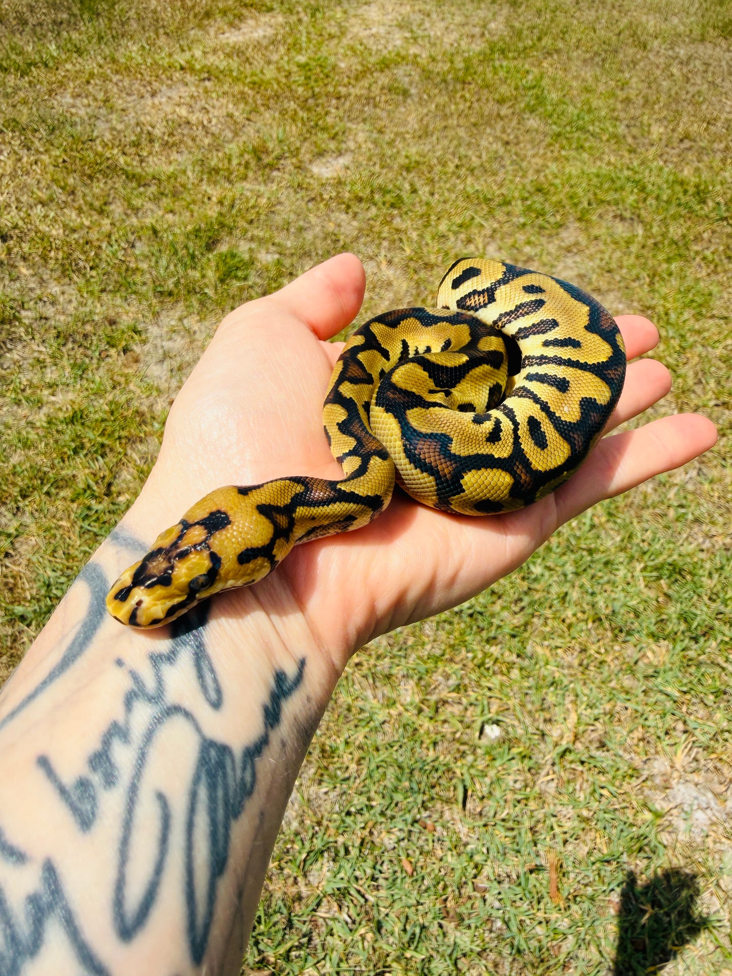Enchi Spotnose Clown Het Desert Ghost Pos Fire Ball Python for Sale