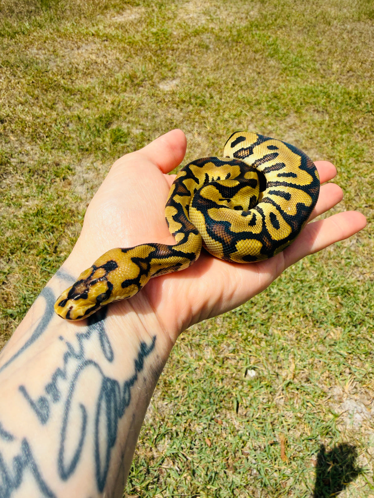 Enchi Spotnose Clown Het Desert Ghost Pos Fire Ball Python for Sale — Male, 2026 hatch, captive-bred by Ghost Constrictors