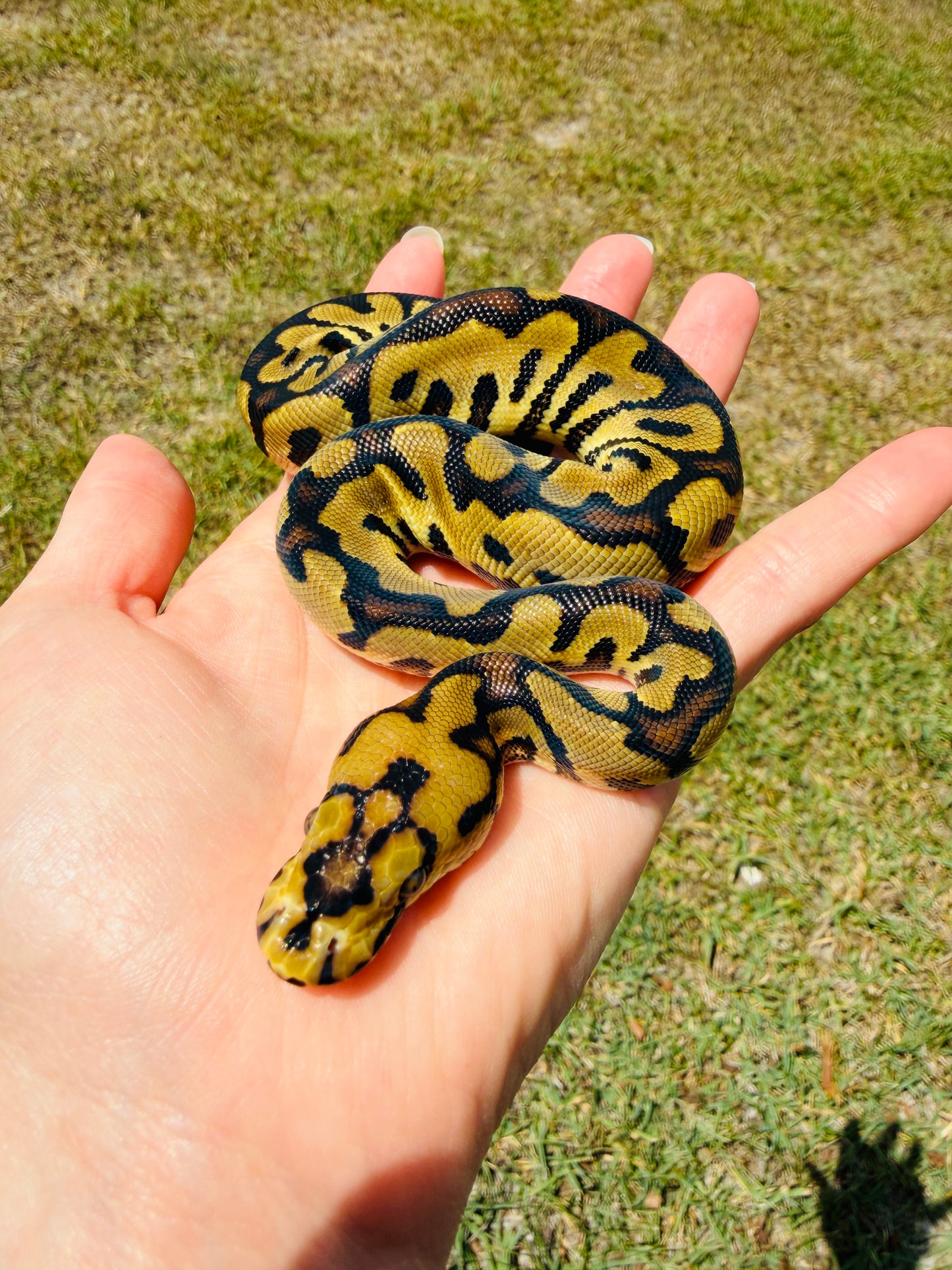 Enchi Spotnose Clown Het Desert Ghost Pos Fire Ball Python for Sale