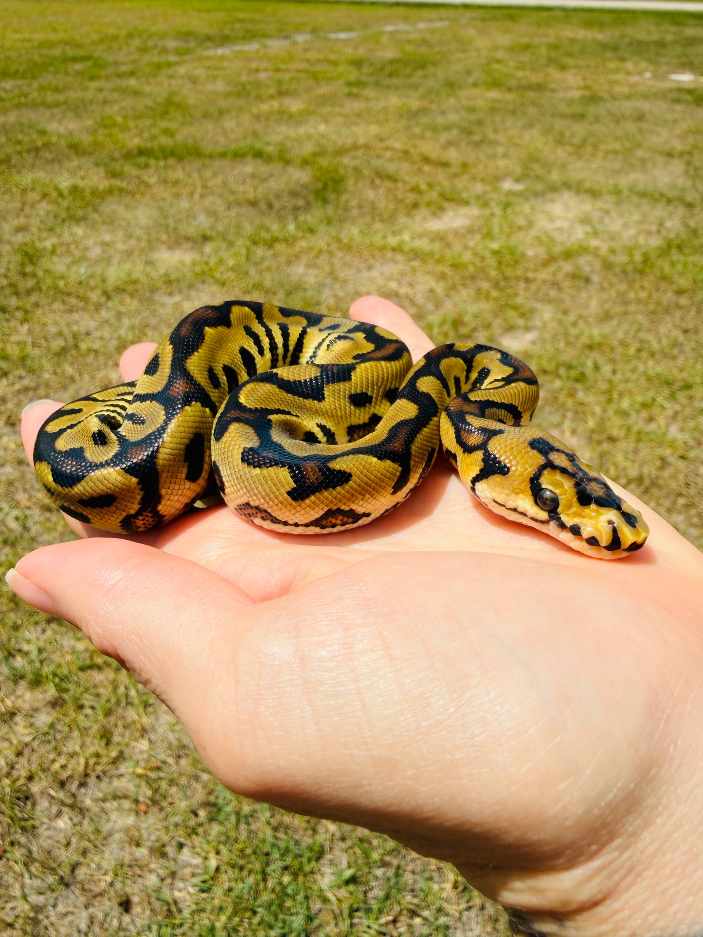 Enchi Spotnose Clown Het Desert Ghost Pos Fire Ball Python for Sale