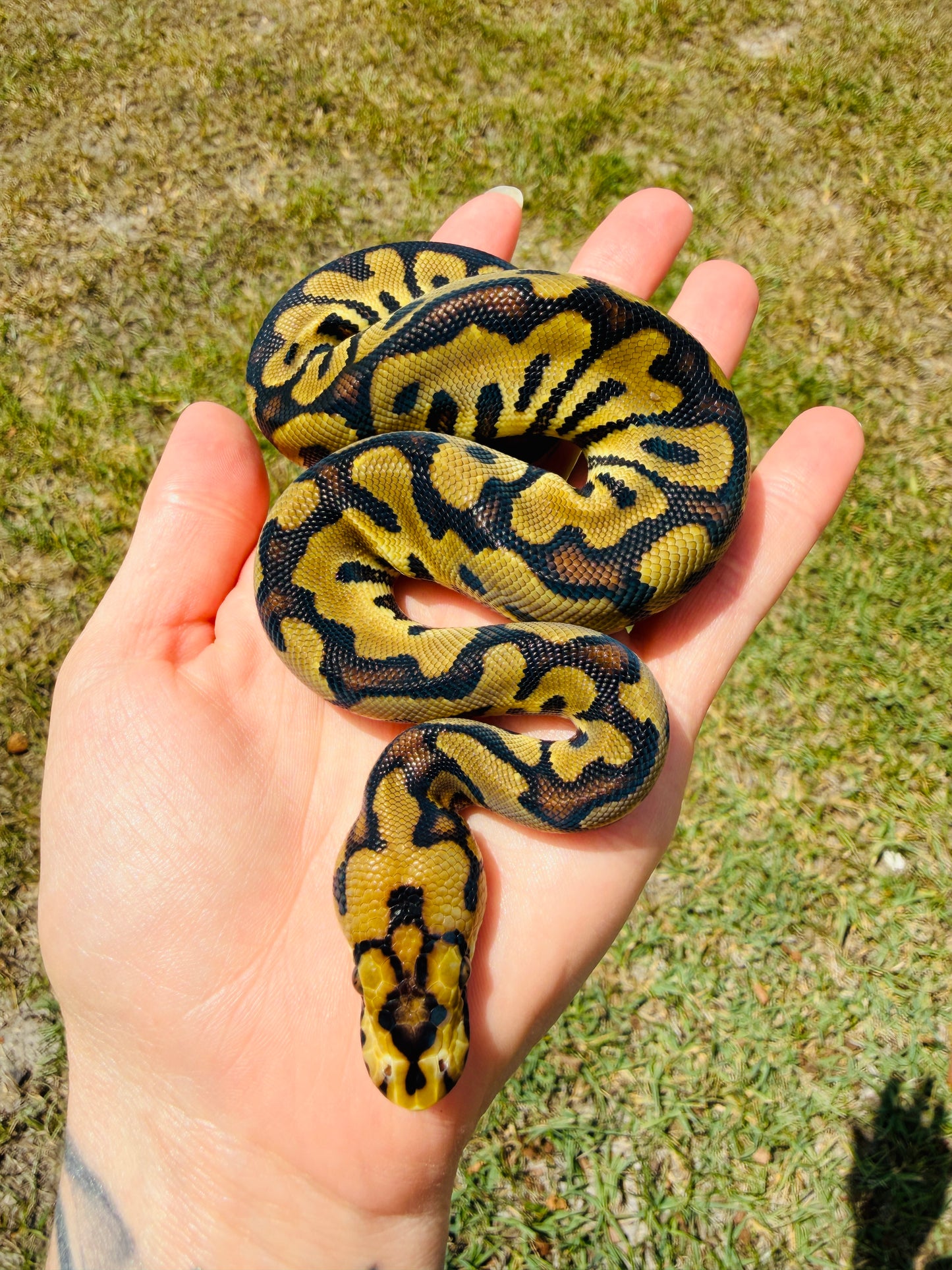 Enchi Spotnose Clown Het Desert Ghost Pos Fire Ball Python for Sale