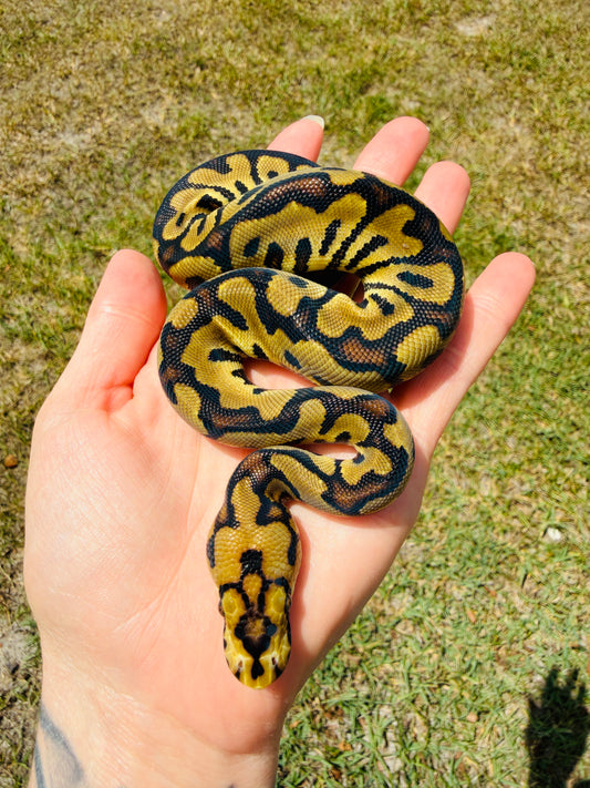 Enchi Spotnose Clown Het Desert Ghost Pos Fire Ball Python for Sale