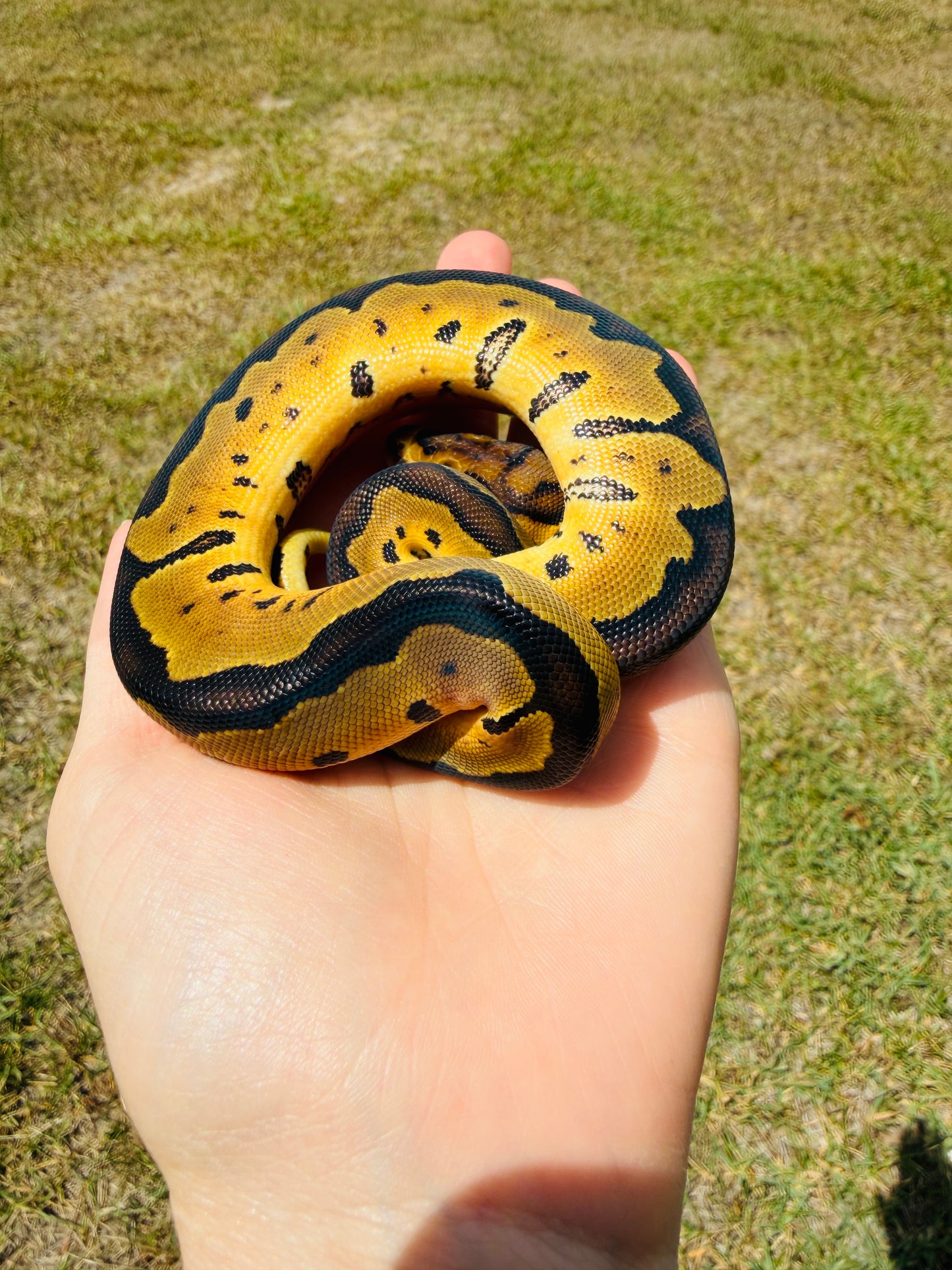 Enchi Clown Het Desert Ghost Pos Fire Ball Python for Sale