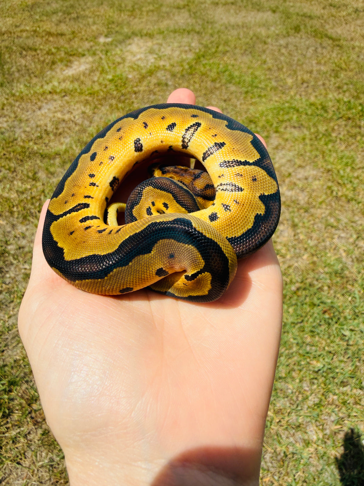 Enchi Clown Het Desert Ghost Pos Fire Ball Python for Sale — Female, 2026 hatch, captive-bred by Ghost Constrictors