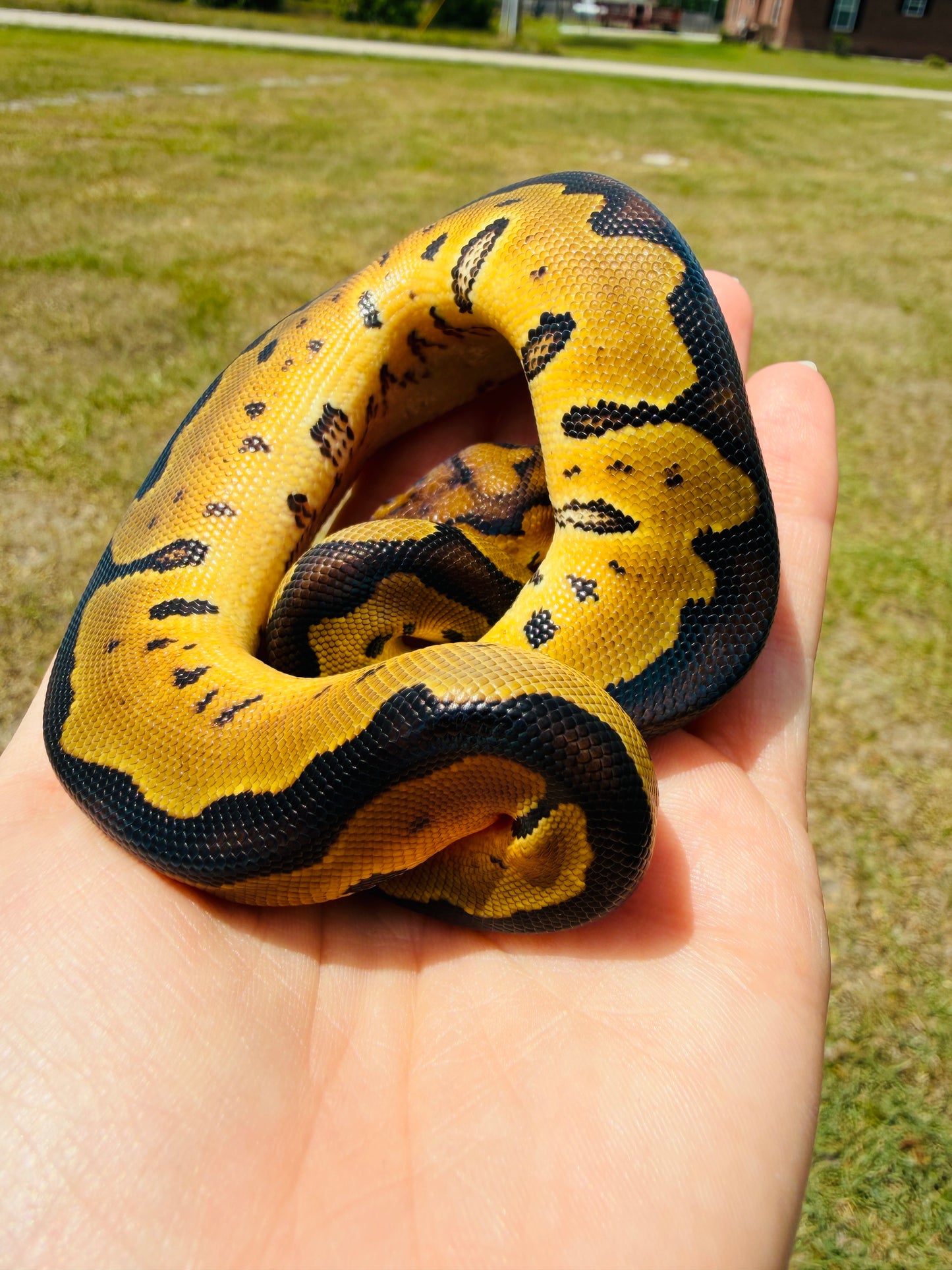 Enchi Clown Het Desert Ghost Pos Fire Ball Python for Sale