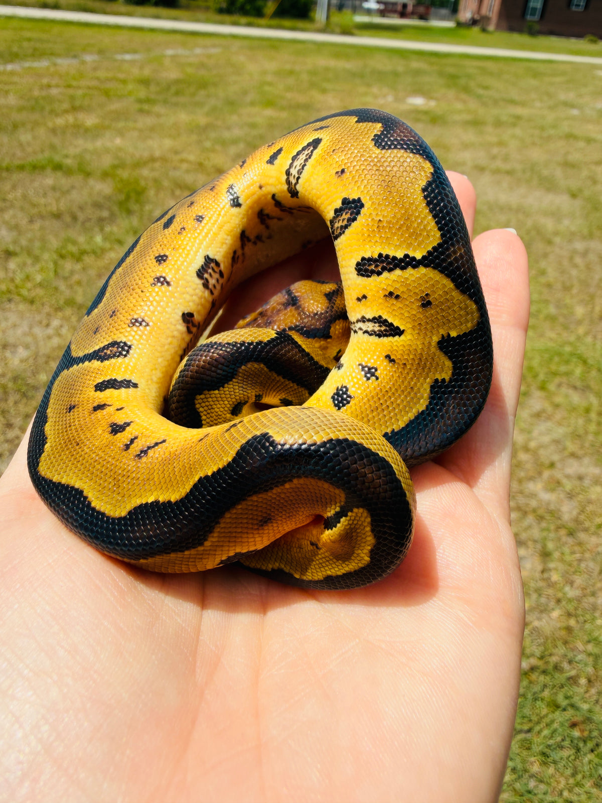 Enchi Clown Het Desert Ghost Pos Fire Ball Python for Sale — Female, 2026 hatch, captive-bred by Ghost Constrictors
