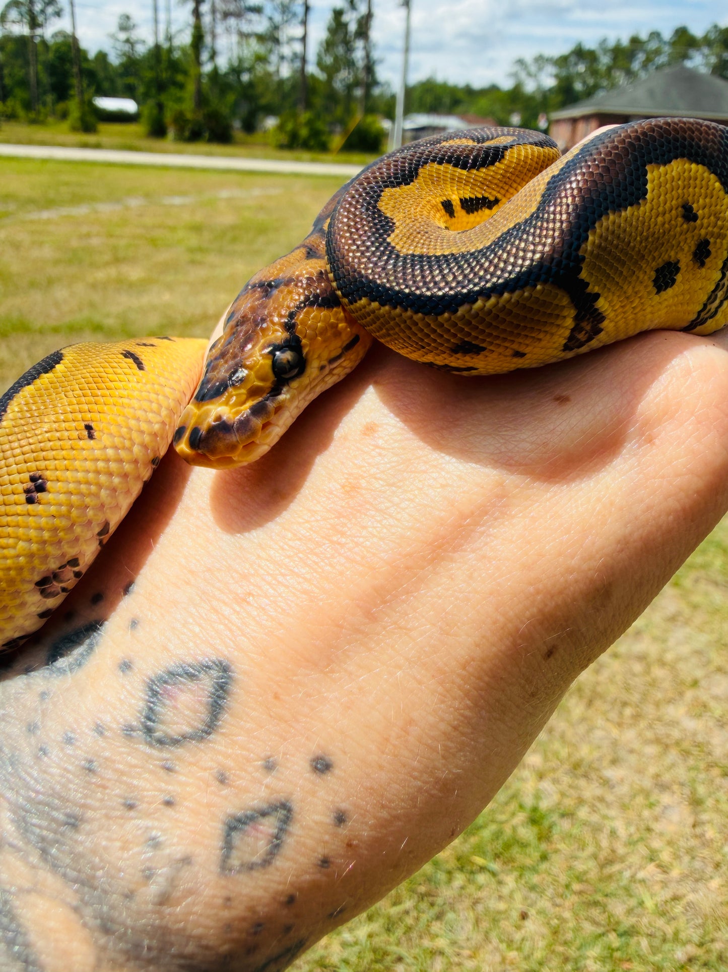 Enchi Clown Het Desert Ghost Pos Fire Ball Python for Sale