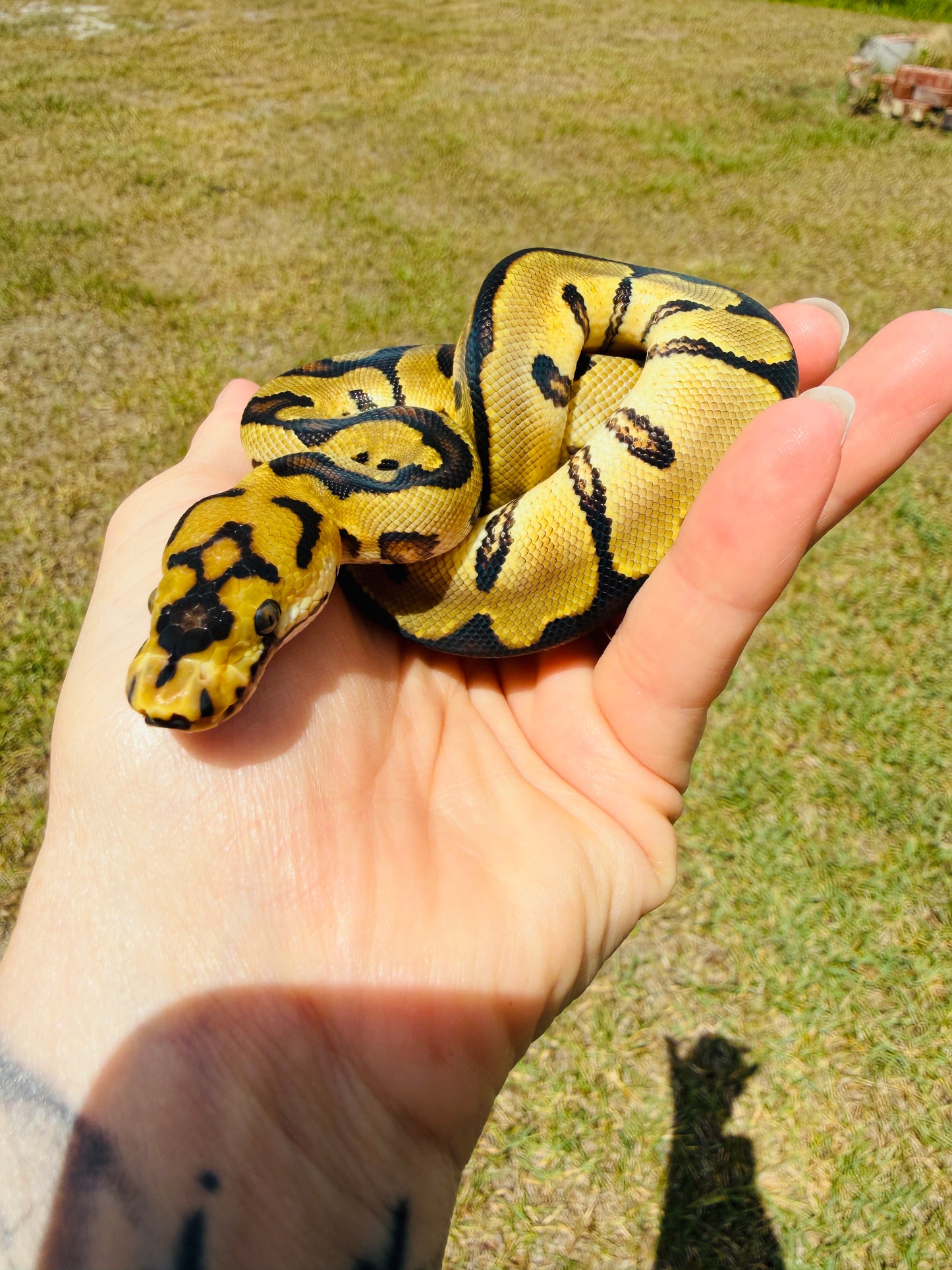 Spotnose Super Enchi Fire Clown Het Desert Ghost Ball Python for Sale