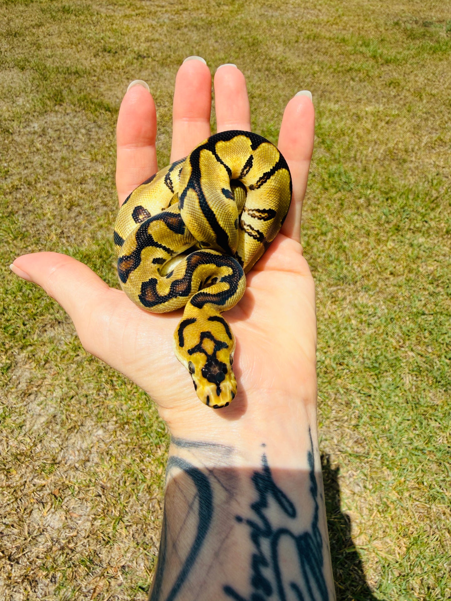 Spotnose Super Enchi Fire Clown Het Desert Ghost Ball Python for Sale