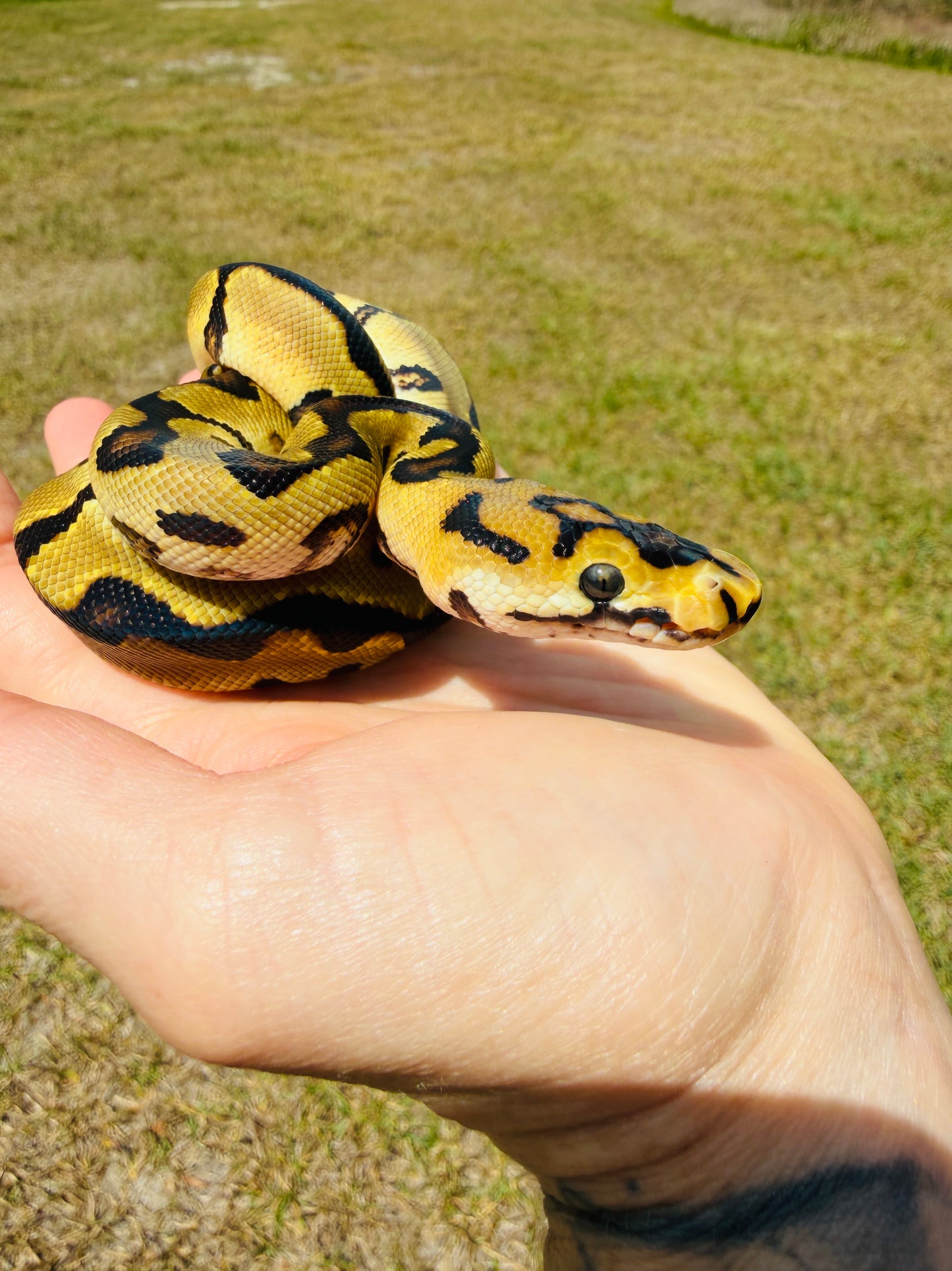 Spotnose Super Enchi Fire Clown Het Desert Ghost Ball Python for Sale