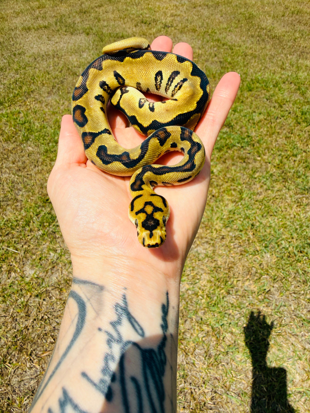 Spotnose Super Enchi Fire Clown Het Desert Ghost Ball Python for Sale — Male, 2026 hatch, captive-bred by Ghost Constrictors