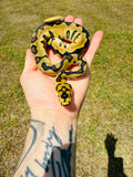 Spotnose Super Enchi Fire Clown Het Desert Ghost Ball Python for Sale — Male, 2026 hatch, captive-bred by Ghost Constrictors