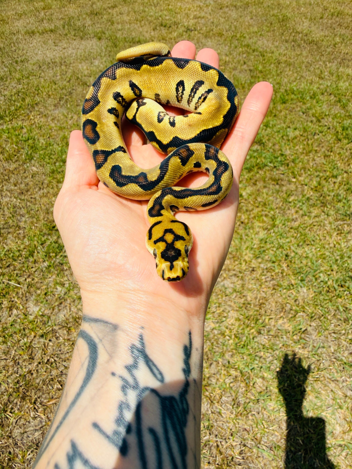 Spotnose Super Enchi Fire Clown Het Desert Ghost Ball Python for Sale