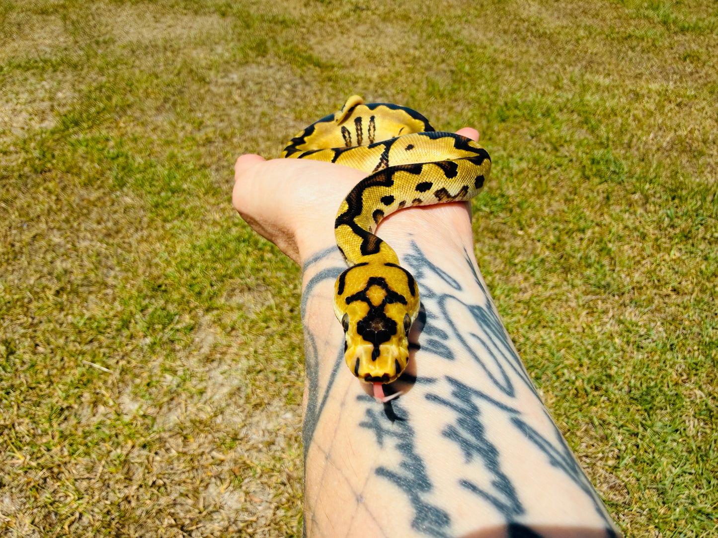 Spotnose Super Enchi Fire Clown Het Desert Ghost Ball Python for Sale