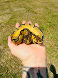 Super Enchi Clown Het Desert Ghost Pos Fire Ball Python for Sale — Female, 2026 hatch, captive-bred by Ghost Constrictors