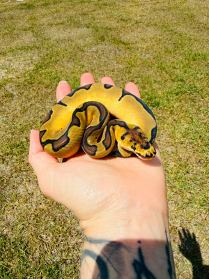 Super Enchi Clown Het Desert Ghost Pos Fire Ball Python for Sale