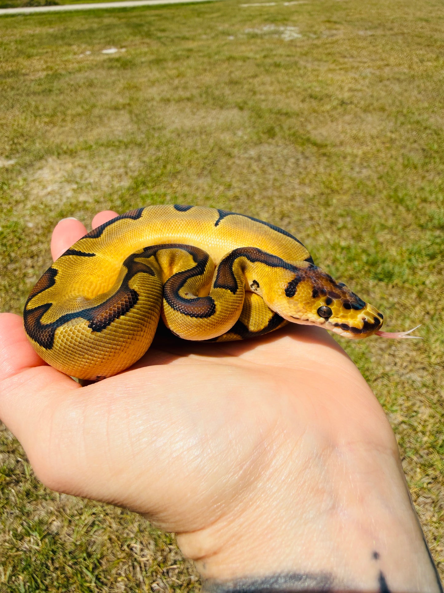 Super Enchi Clown Het Desert Ghost Pos Fire Ball Python for Sale