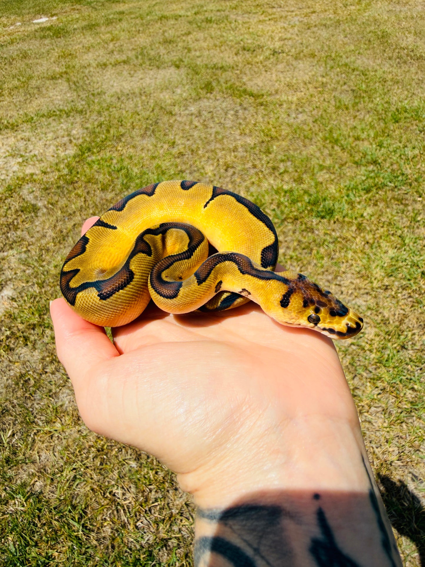 Super Enchi Clown Het Desert Ghost Pos Fire Ball Python for Sale