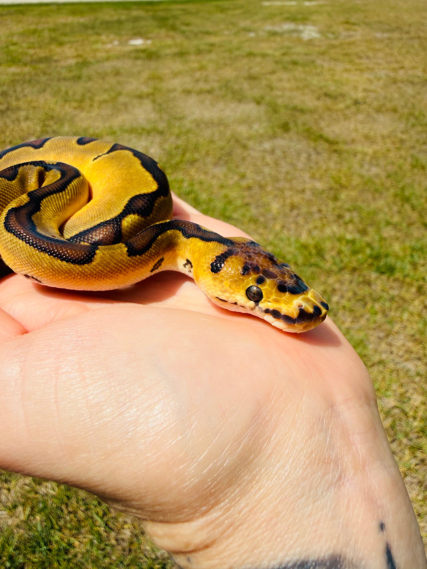 Super Enchi Clown Het Desert Ghost Pos Fire Ball Python for Sale