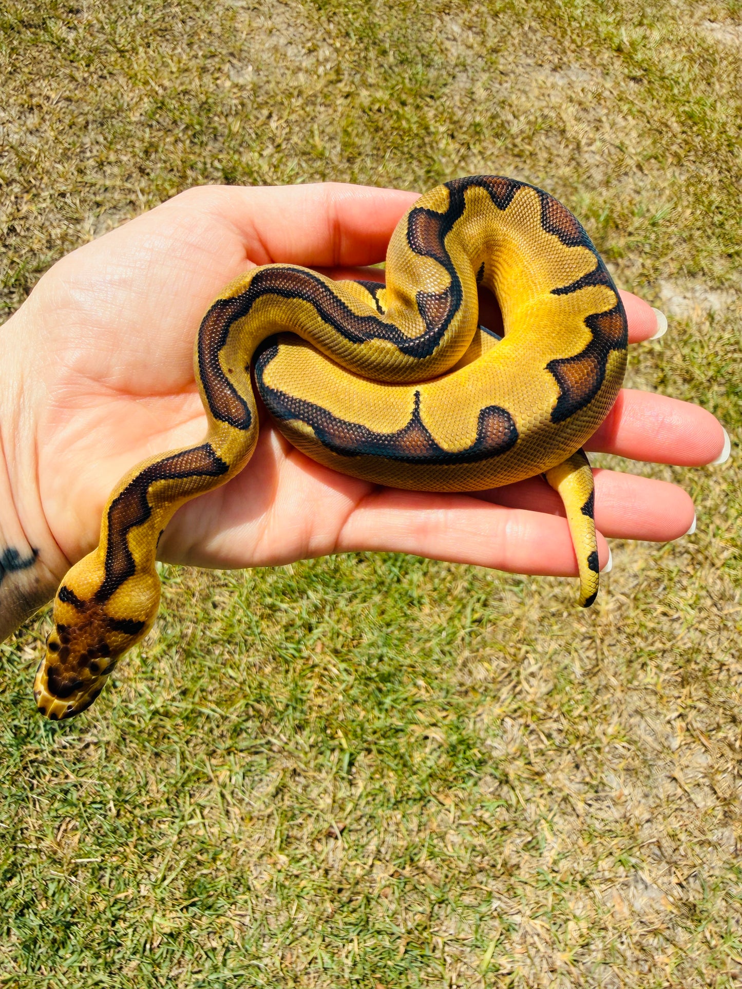 Super Enchi Clown Het Desert Ghost Pos Fire Ball Python for Sale